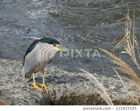 Night Heron (Goisagi) Night Heron (Goisagi) 125855595