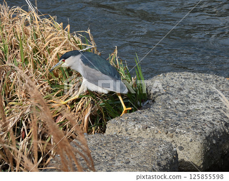 Night Heron (Goisagi) Night Heron (Goisagi) 125855598
