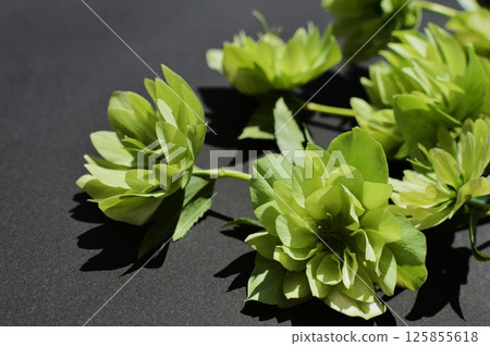 綠色重瓣聖誕玫瑰 125855618