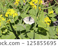 一隻菜粉蝶正在油菜田裡吸食花蜜 125855695