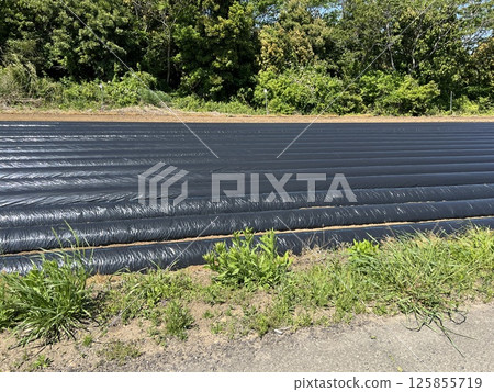 A field covered in black plastic before planting vegetable seedlings A field covered in black plastic before planting vegetable seedlings 125855719
