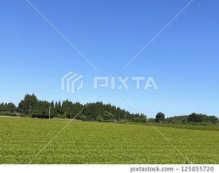 Tea fields under the blue sky Tea fields under the blue sky 125855720