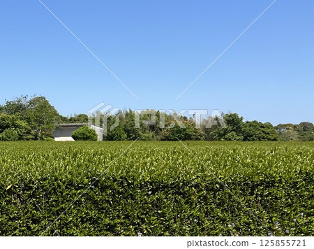 Close-up of tea plantation under blue sky Close-up of tea plantation under blue sky 125855721