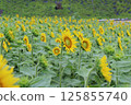 水平向日葵 125855740
