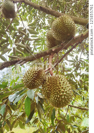 Close up of durians hanging  125855761
