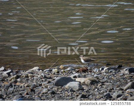 磯鷸(岩鷸) 磯鷸(岩鷸) 125855788