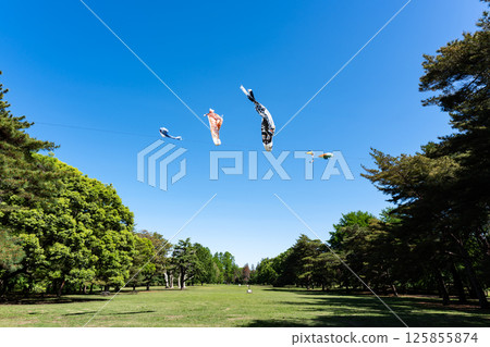 東京都三鷹市大澤市野川公園與春天藍天下的鯉魚旗 125855874