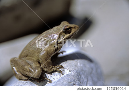 Greek Sream Frog (Rana graeca), Greece 125856014