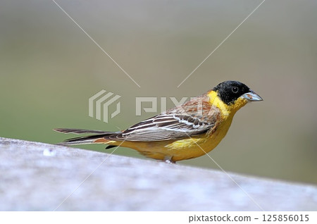 Black-headed bunting (Emberiza melanocephala), Greece 125856015
