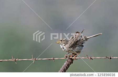 Corn Bunting - Miliaria calandra, Crete, Greece Corn Bunting - Miliaria calandra, Crete, Greece 125856016