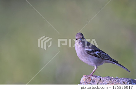 Chaffinch -Fringilla coelebs, Crete Chaffinch -Fringilla coelebs, Crete 125856017