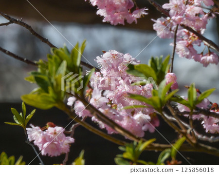 Hyakumannen Chion-ji富士櫻(Fujizakura) Hyakumannen Chion-ji富士櫻(Fujizakura) 125856018