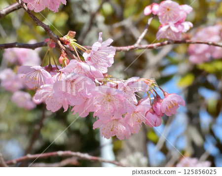 Hyakumannen Chion-ji Fuji Sakura (Fujizakura) Hyakumannen Chion-ji Fuji Sakura (Fujizakura) 125856025