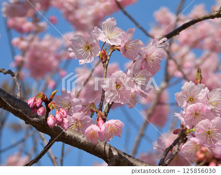 Hyakumannen Chion-ji Fuji Sakura (Fujizakura) Hyakumannen Chion-ji Fuji Sakura (Fujizakura) 125856030