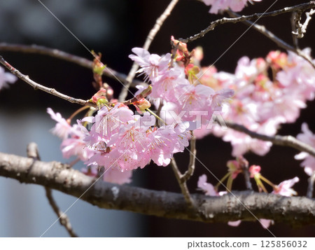Hyakumannen Chion-ji Fuji Sakura (Fujizakura) Hyakumannen Chion-ji Fuji Sakura (Fujizakura) 125856032
