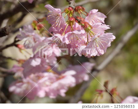 Hyakumannen Chion-ji Fuji Sakura (Fujizakura) 125856033