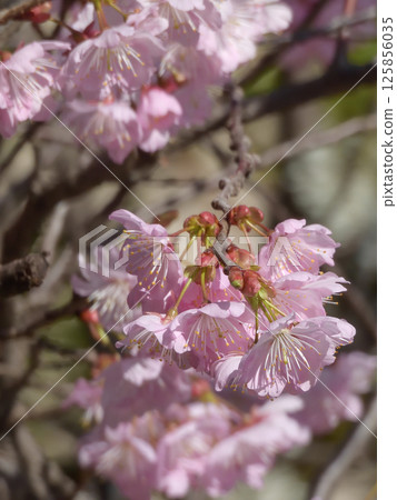 Hyakumannen Chion-ji Fuji Sakura (Fujizakura) Hyakumannen Chion-ji Fuji Sakura (Fujizakura) 125856035
