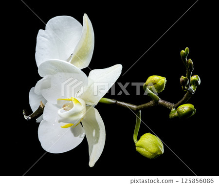 White Phalaenopsis Orchid with Buds black background White Phalaenopsis Orchid with Buds black background 125856086