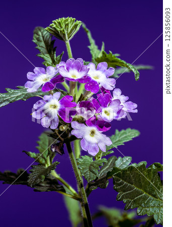 Vivid Purple Verbena Blooms Against a Deep purple Backdrop 125856093