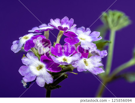 Vivid Purple Verbena Blooms Against a Deep purple Backdrop 125856094