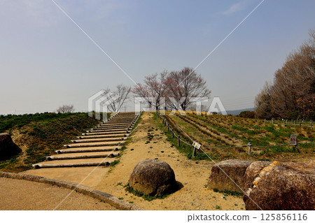 Osaka Expo Memorial Park Flower Hill 125856116