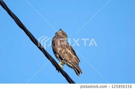 A Common Buzzard - Buteo buteo on Crete, Greece 125856158