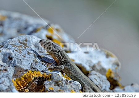 Cretan Wall Lizard - Podarcis cretensis, Crete Cretan Wall Lizard - Podarcis cretensis, Crete 125856159