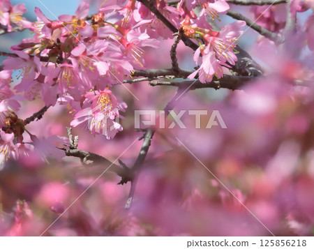 Choshuji Temple Okame Cherry Blossoms (Akame cherry tree) 125856218