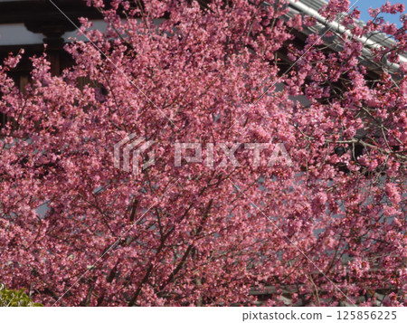 Choshuji Temple Okame櫻花(Akame櫻花) Choshuji Temple Okame櫻花(Akame櫻花) 125856225