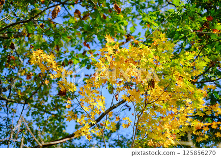 Early autumn Early autumn 125856270