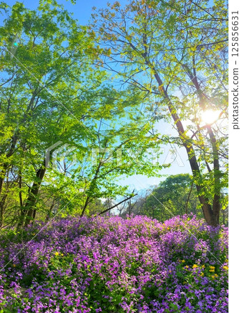 Spring green forest with small purple flowers blooming Spring green forest with small purple flowers blooming 125856631