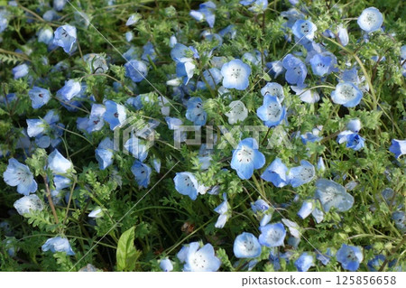 Nemophila Nemophila 125856658