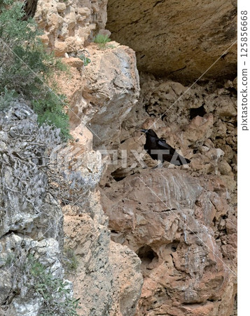Raven - Corvus corax, Crete Raven - Corvus corax, Crete 125856668