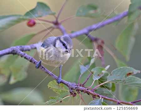 Eurasian Blue Tit (Cyanistes caeruleus), Greece Eurasian Blue Tit (Cyanistes caeruleus), Greece 125856669