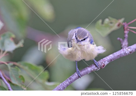 Eurasian Blue Tit (Cyanistes caeruleus), Greece 125856670
