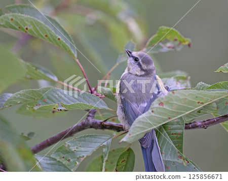 Eurasian Blue Tit (Cyanistes caeruleus), Greece 125856671