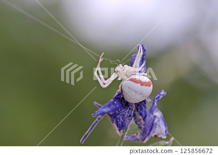 Goldenrod crab spider (Misumena vatia), Greece Goldenrod crab spider (Misumena vatia), Greece 125856672