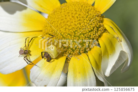 Crab spider (Thomisus onustus) mating, Greece Crab spider (Thomisus onustus) mating, Greece 125856675