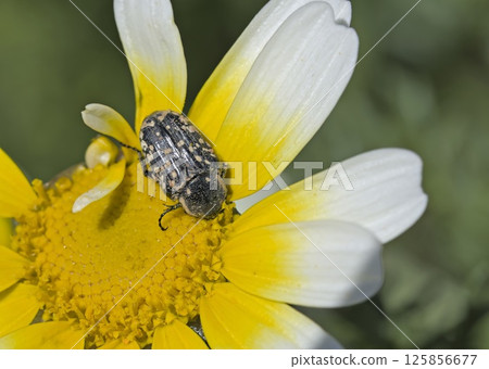 Middle Eastern Flower Scarab (Oxythyrea cinctella), Crete 125856677