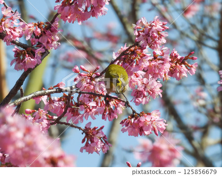 長德寺：岡目櫻花與繡眼鳥 125856679