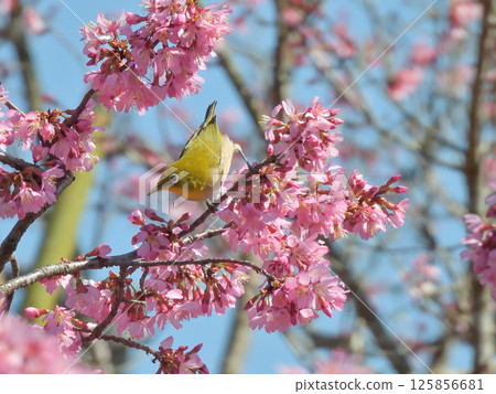 長德寺：岡目櫻花與繡眼鳥 125856681