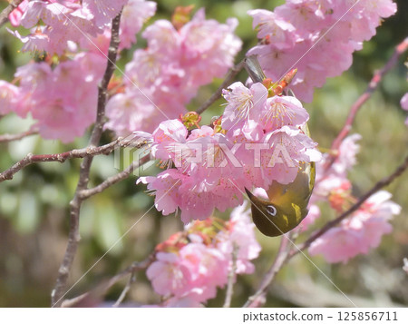 Hyakumanben Chionji Temple: Fujizakura (Fuji cherry blossoms) and Japanese white-eye 125856711