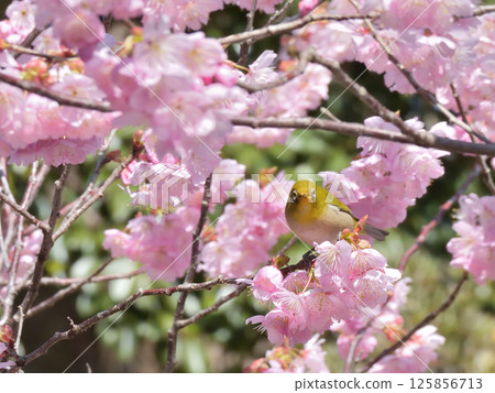 Hyakumanben Chionji Temple: Fujizakura (Fuji cherry blossoms) and Japanese white-eye Hyakumanben Chionji Temple: Fujizakura (Fuji cherry blossoms) and Japanese white-eye 125856713
