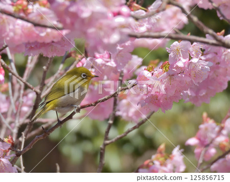 Hyakumanben Chionji Temple: Fujizakura (Fuji cherry blossoms) and Japanese white-eye Hyakumanben Chionji Temple: Fujizakura (Fuji cherry blossoms) and Japanese white-eye 125856715