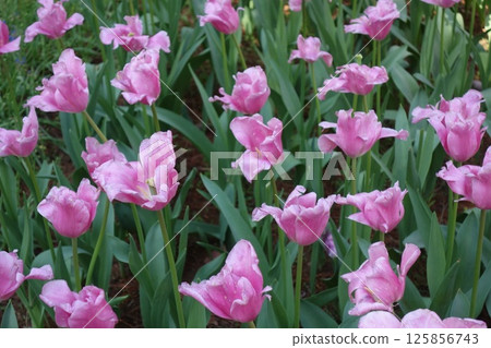 Tulip 125856743