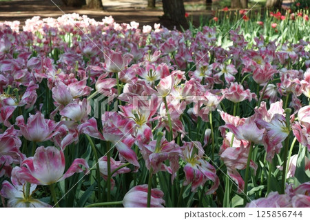 Tulip 125856744
