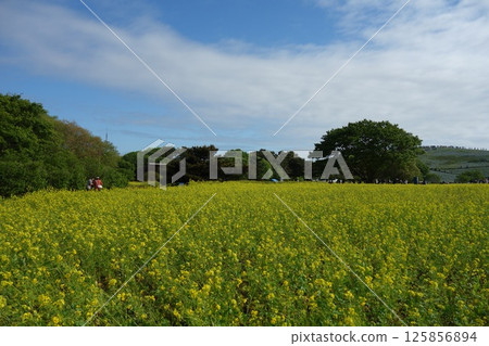 油菜田 125856894