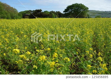 油菜田 125856895