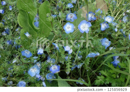 Nemophila Nemophila 125856929