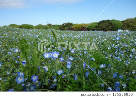 Nemophila 125856930